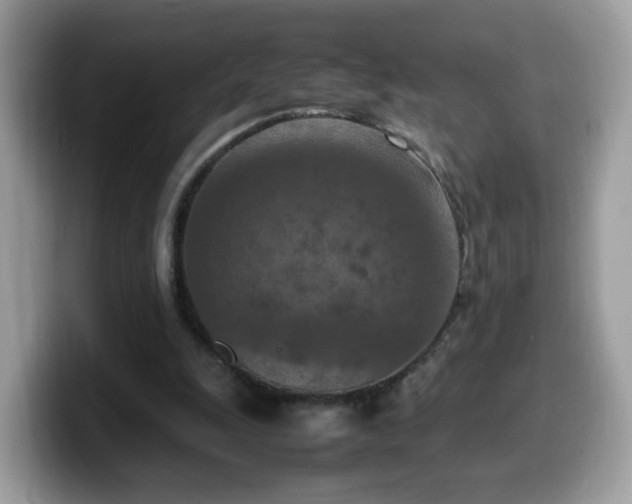 X0000099980247200805301359