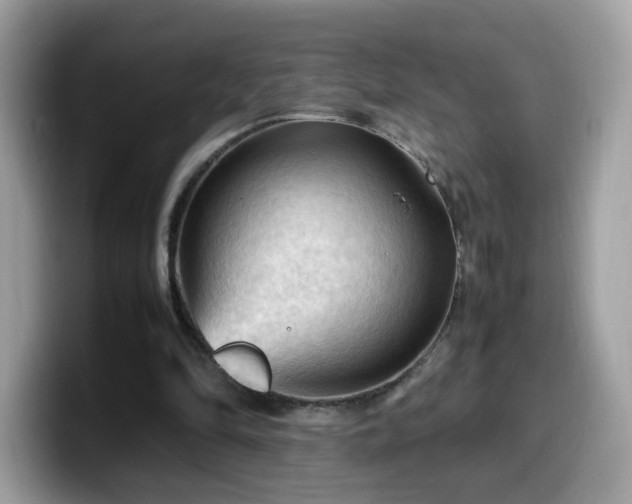 X0000099980294200805301359