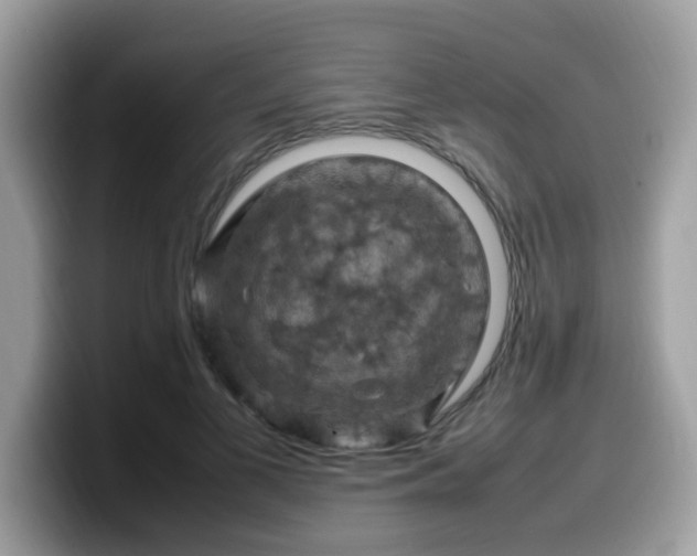 X0000099980693200805301354