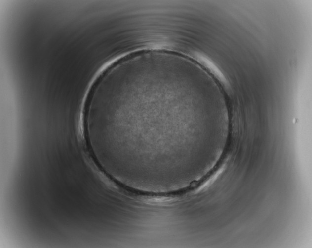 X0000099980932200805301350