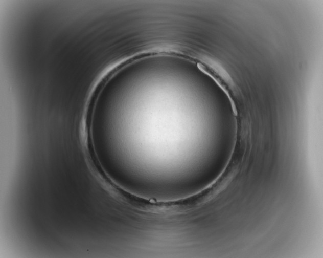 X0000099980936200805301350