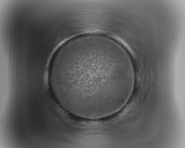 X0000099980975200805301350