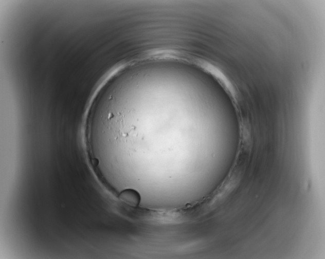 X0000099981090200805301349