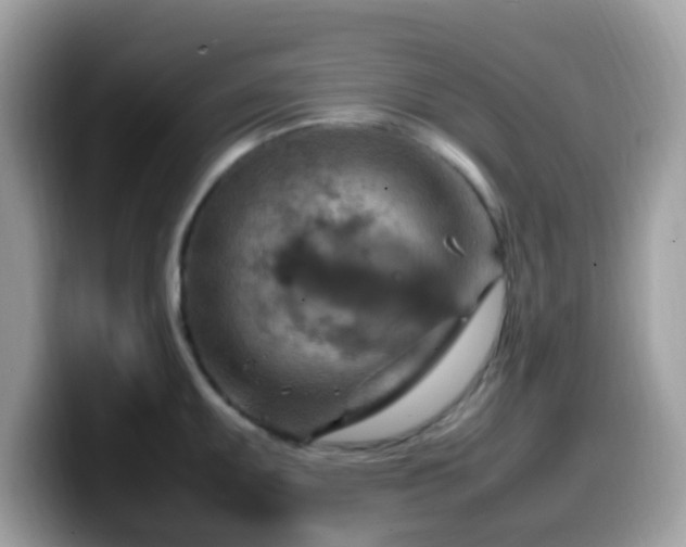 X0000099981095200805301348