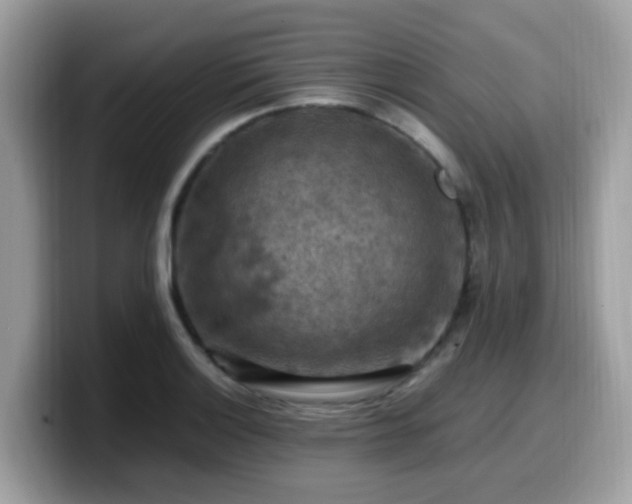 X0000099981132200805301348