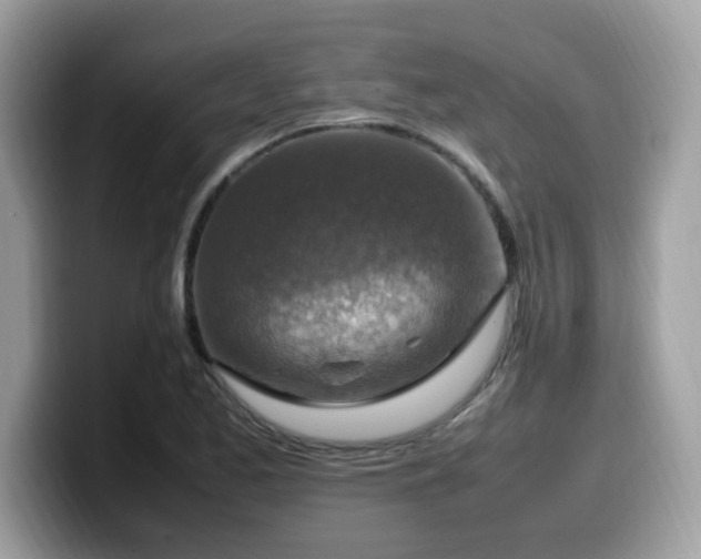 X0000099981173200805301347
