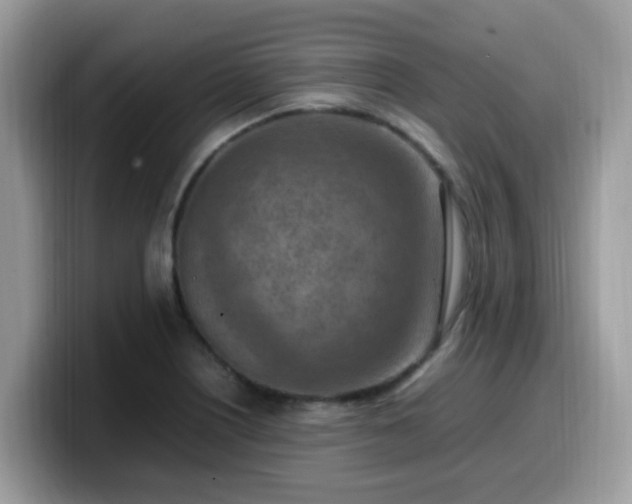 X0000099981226200805301347
