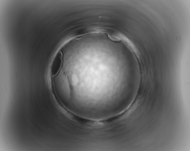 X0000099981235200805301347