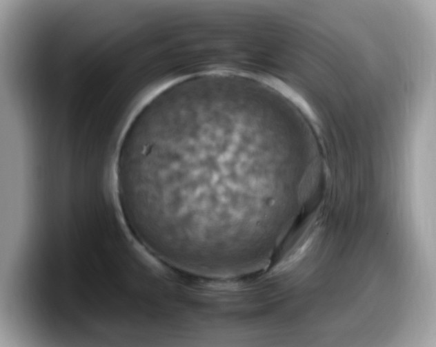 X0000099981239200805301347