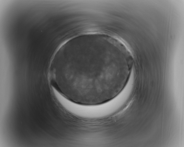X0000099981465200805301344