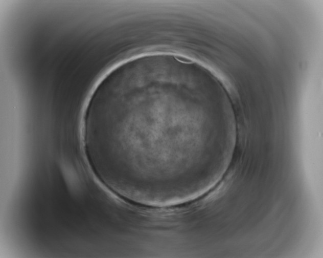 X0000099981527200805301343
