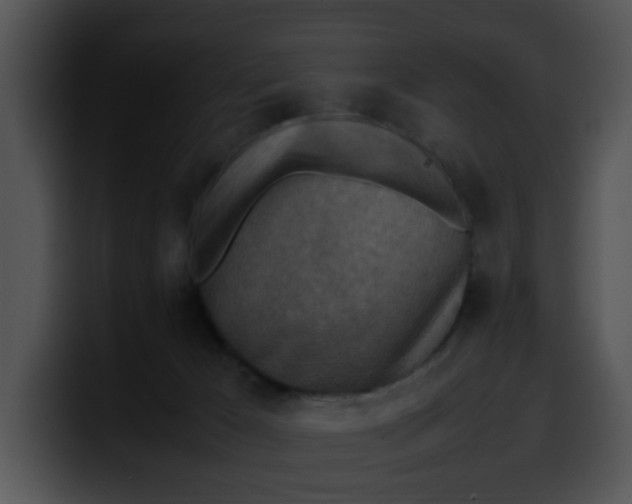 X0000099980029200806061533