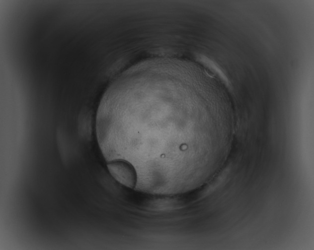 X0000099980065200806061532