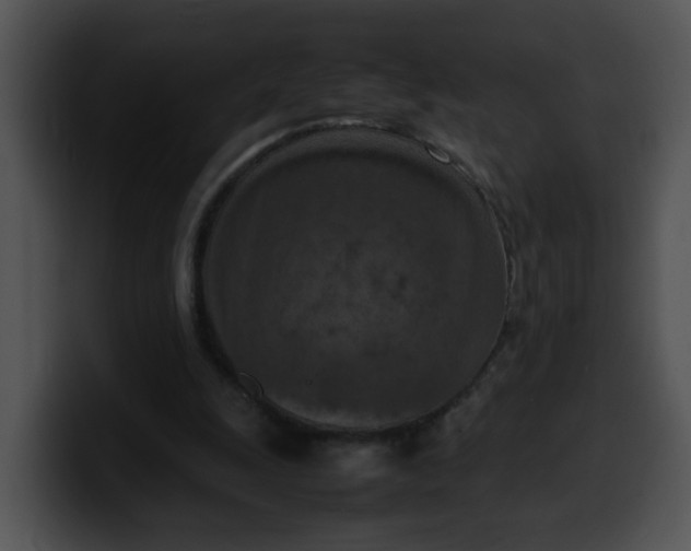 X0000099980247200806061529