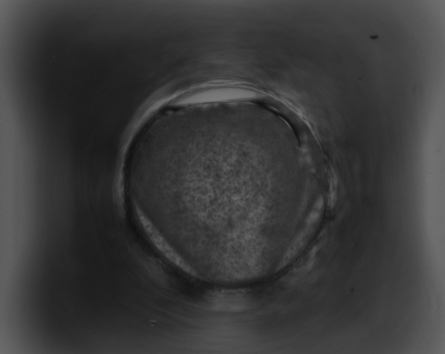 X0000099980296200806061529