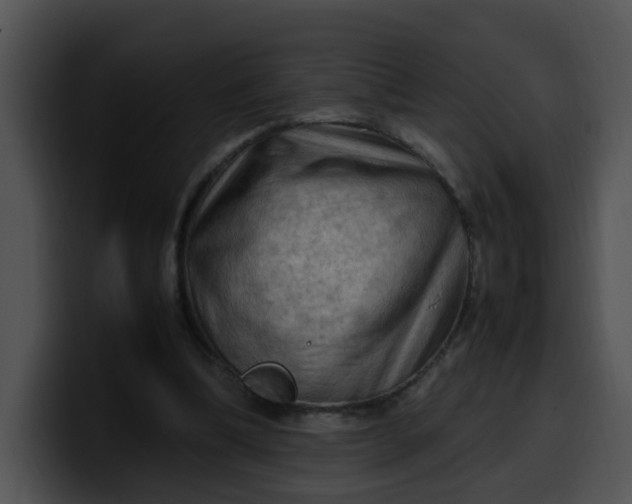 X0000099980298200806061529