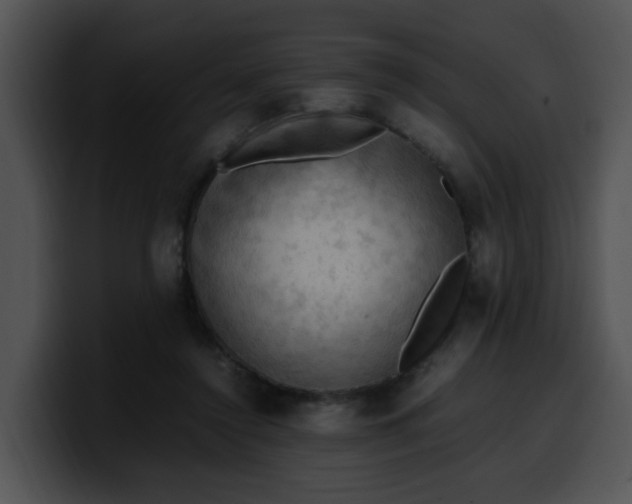 X0000099980356200806061528