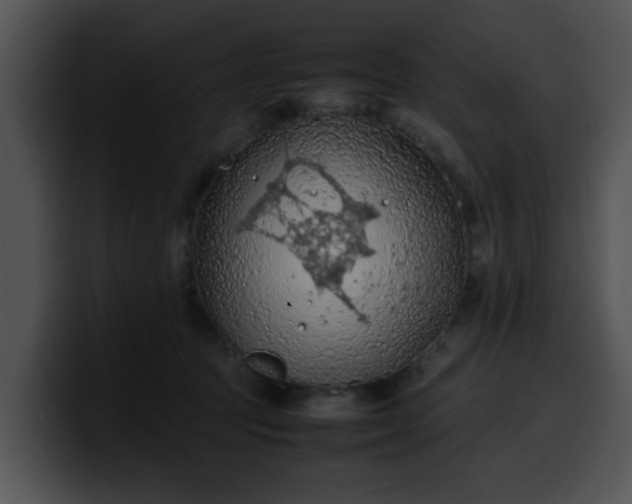 X0000099980369200806061528