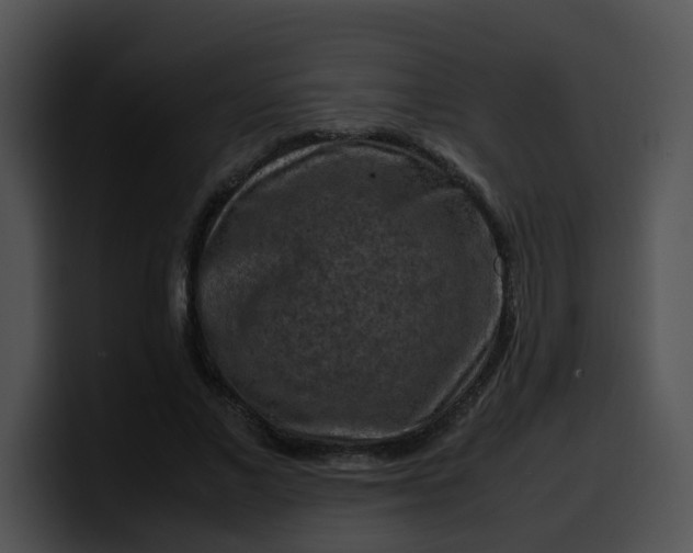 X0000099980685200806061524