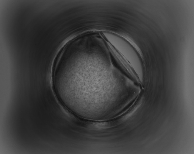 X0000099980845200806061521