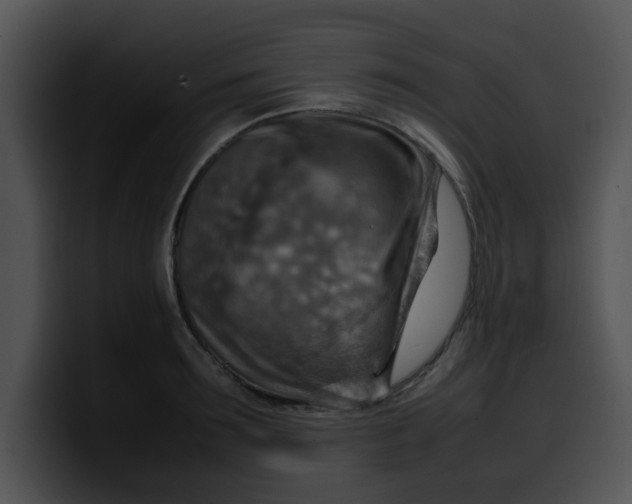 X0000099980899200806061521