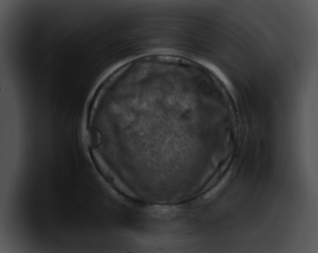 X0000099980910200806061520