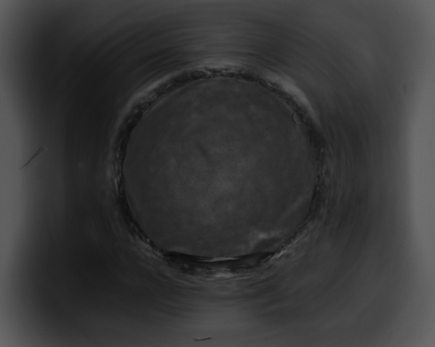 X0000099980920200806061520