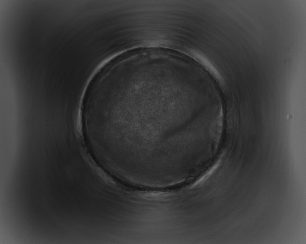 X0000099980932200806061520