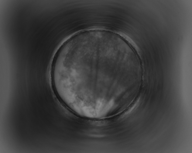 X0000099980941200806061520