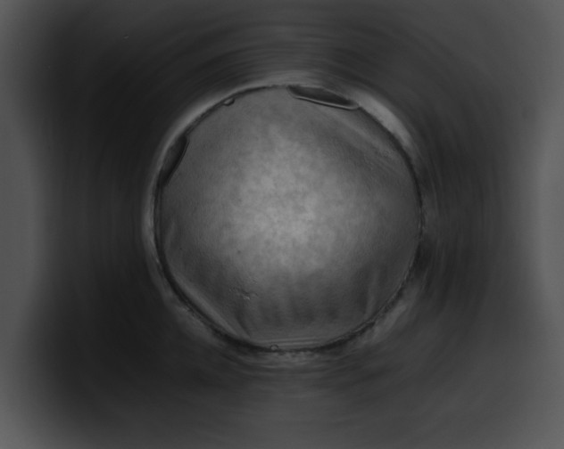 X0000099980952200806061520