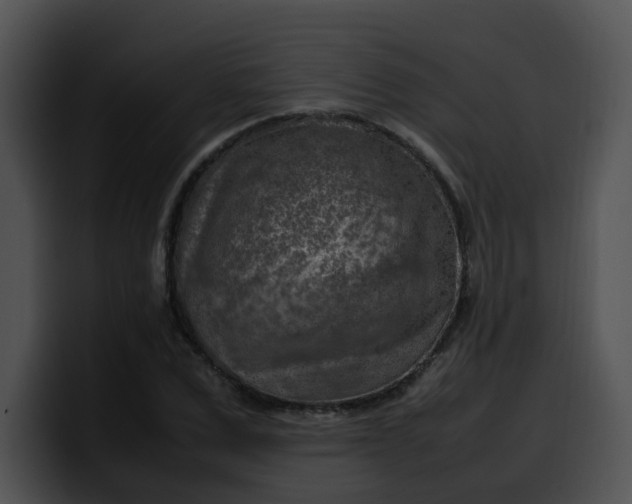 X0000099980975200806061520