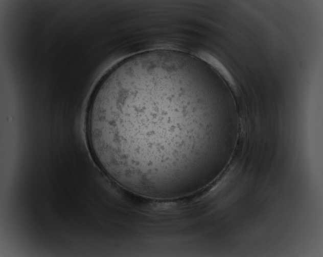 X0000099981043200806061519