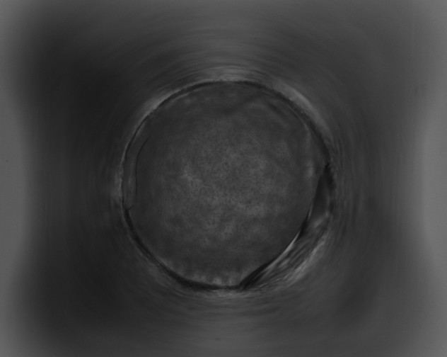 X0000099981081200806061518