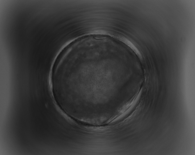 X0000099981084200806061518