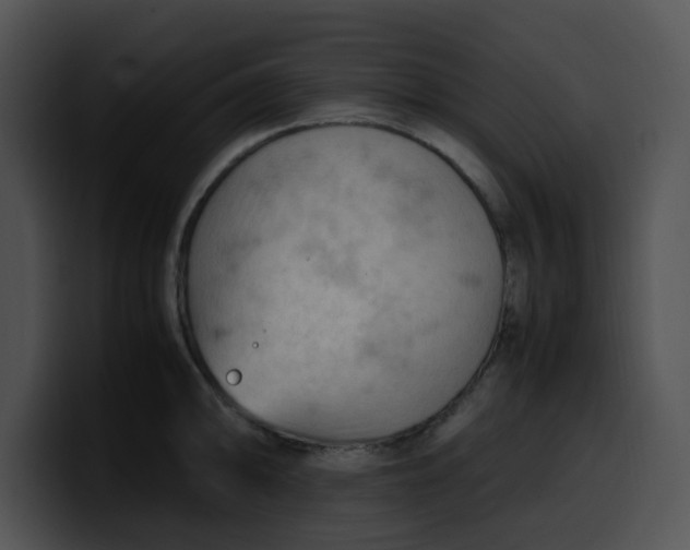 X0000099981094200806061518