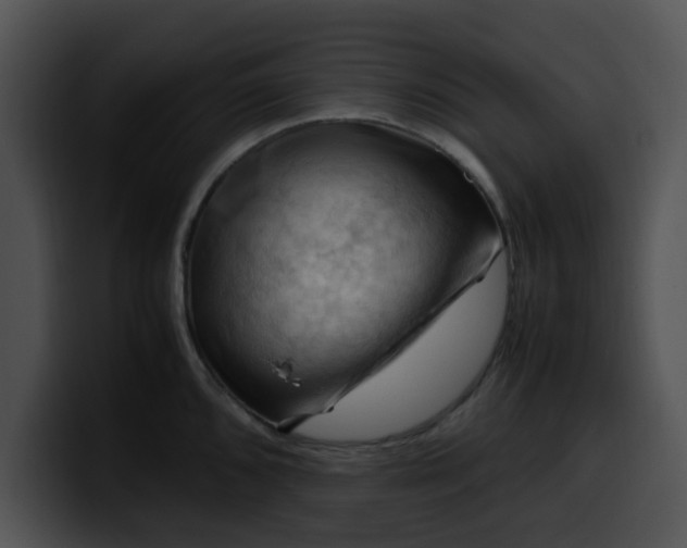 X0000099981096200806061518