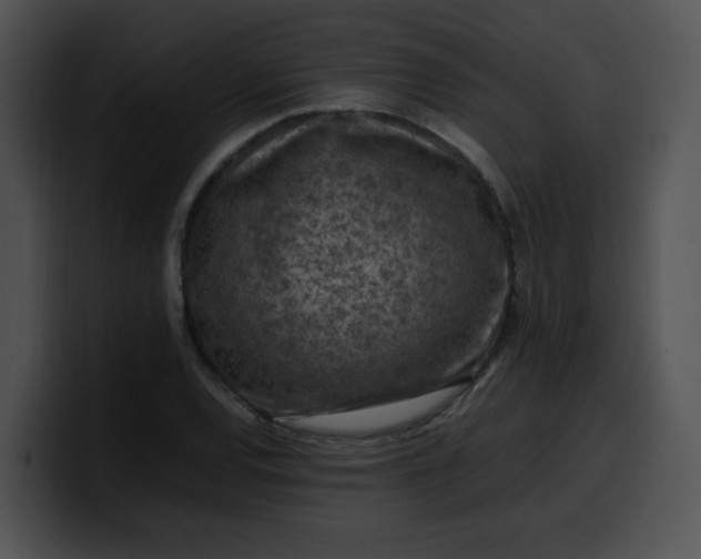 X0000099981120200806061517