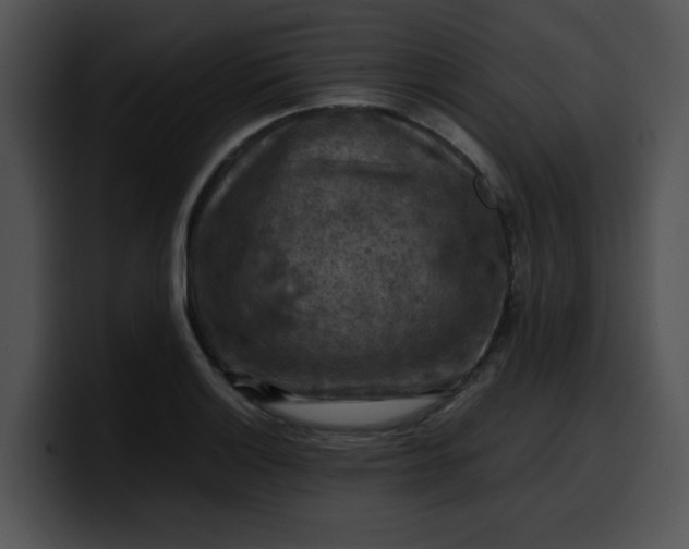 X0000099981132200806061518