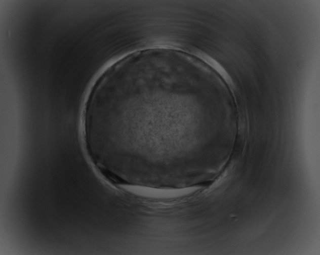 X0000099981144200806061518