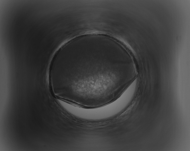 X0000099981173200806061517