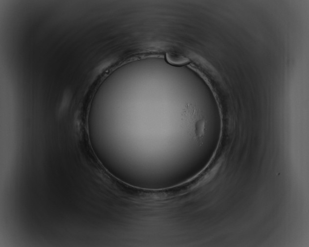 X0000099981210200806061516