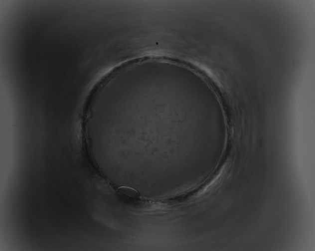 X0000099981263200806061516