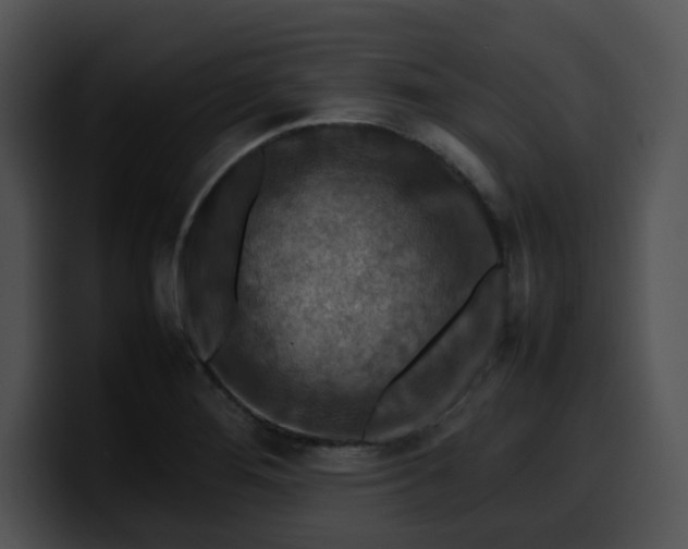 X0000099981276200806061515