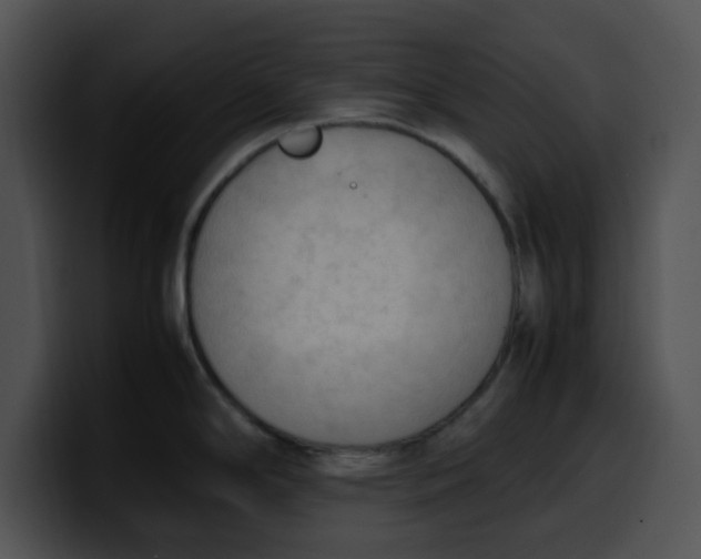 X0000099981294200806061515