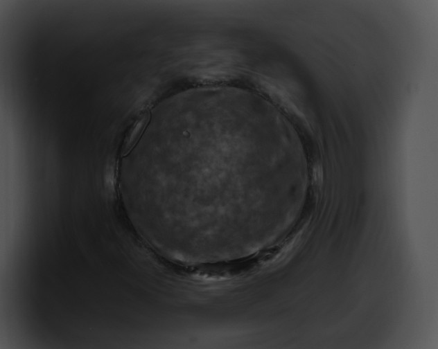 X0000099981300200806061514