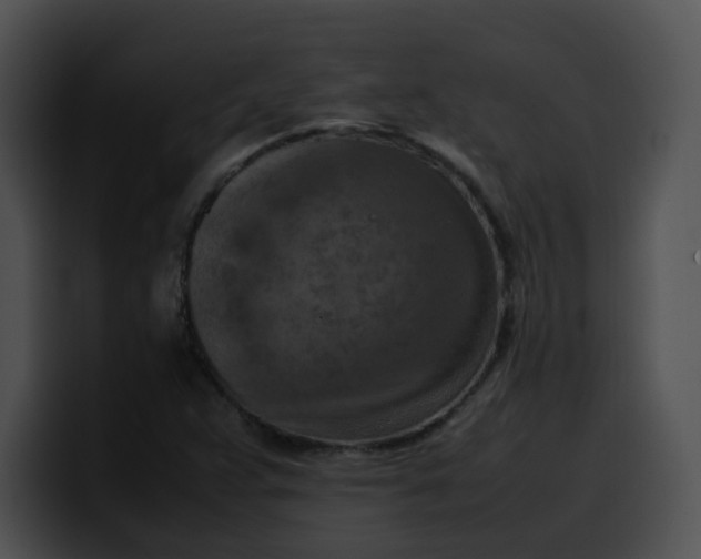 X0000099981359200806061514