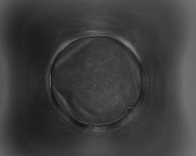 X0000099981365200806061514