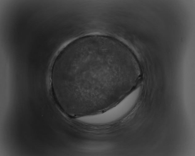 X0000099981367200806061514