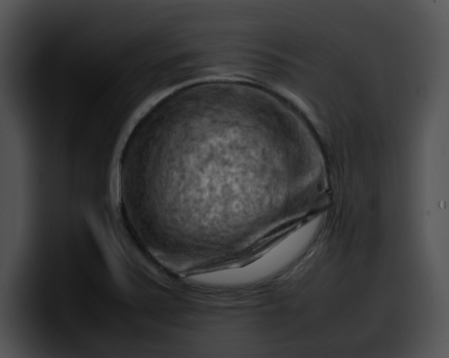 X0000099981371200806061514