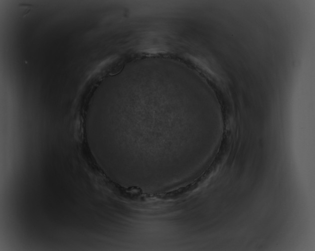 X0000099981398200806061513